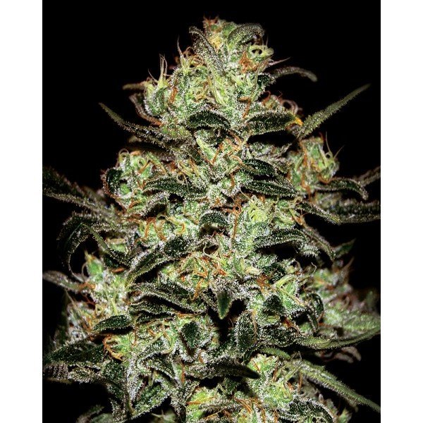 Moby Dick Feminised, Green House Seeds