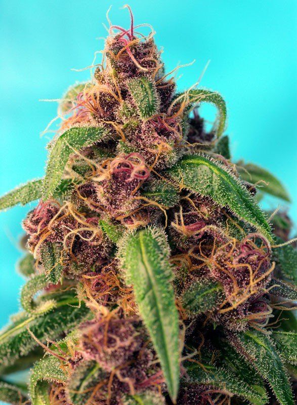 ファイトシン Купить семена Fast Version F1 Red Mandarine SWS79 feminized, Sweet