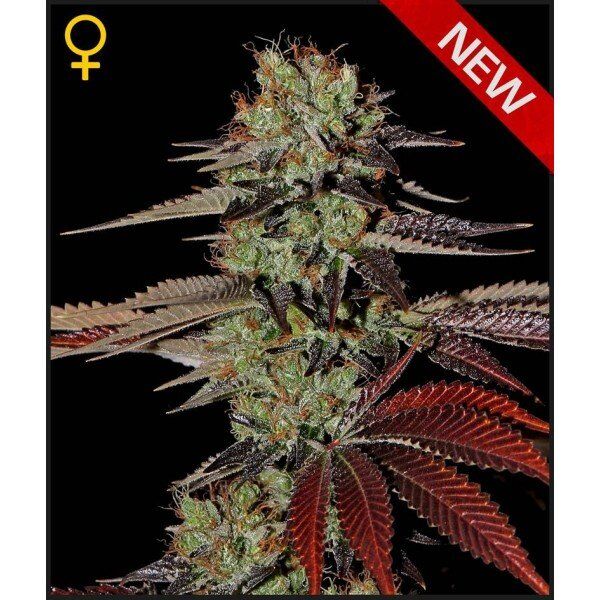 Семена King Kush Auto Fem Семена King Kush Auto Fem майкл фелпс курил марихуану