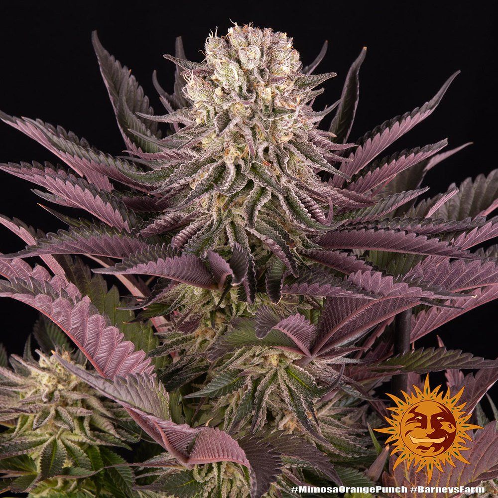 Купить семена Mimosa x Orange Punch Feminised : 1 феминизированных