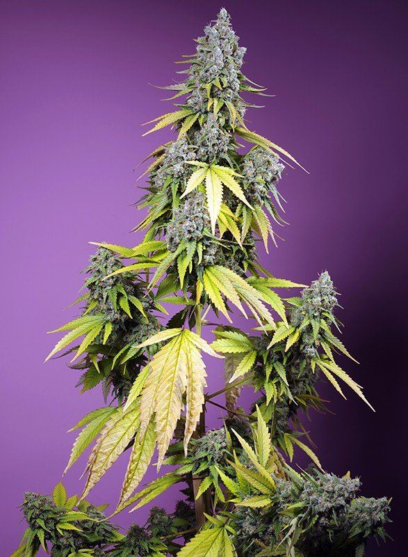 Купить семена Auto Jet Fuel Mandarine XL SWS109 feminized, Sweet