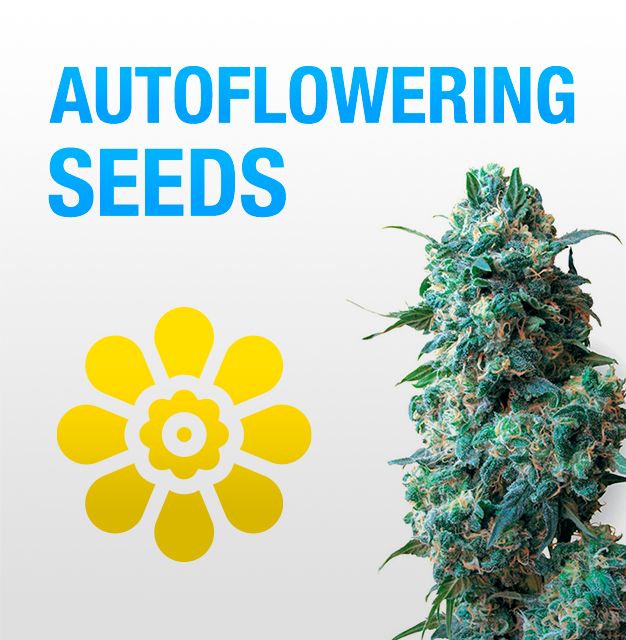 купить семена марихуаны онлайн