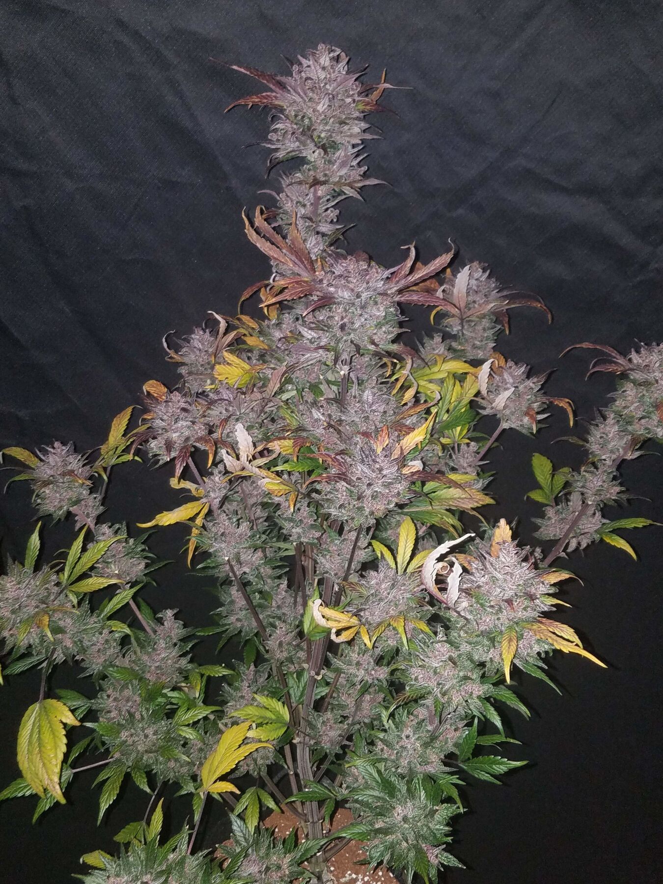 Купить семена Auto LSD-25 Feminized : 1 авто феминизированное семя