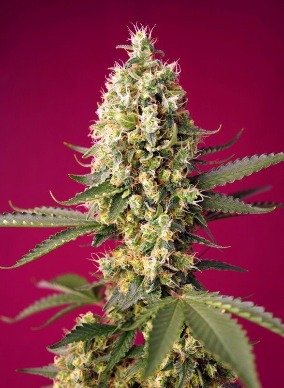 Купить семена Auto Skywalker OG Runtz XL SWS97 feminized, Sweet