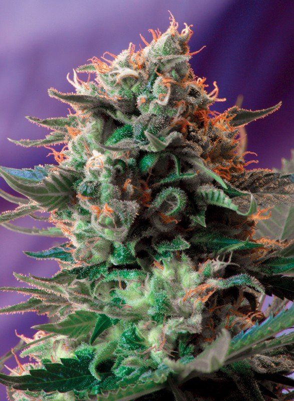 7割引き、Super Beautiful、フェイクファジレ42 Купить семена Fast Version F1 Jack 47 SWS51 feminized, Sweet Seeds