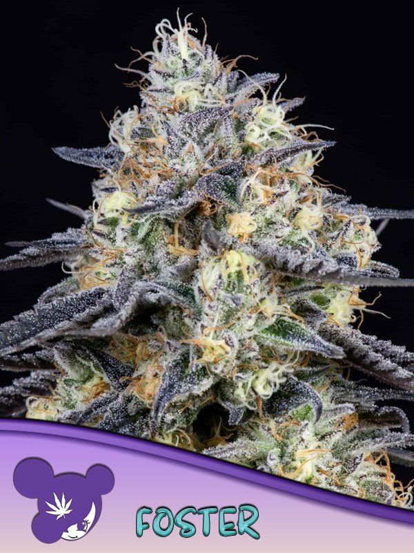 Foster feminized, Anesia Seeds - Canna-Seeds.com.ua