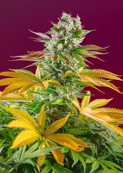 Купити насіння Fast Version F1 Gorilla Girl SWS86 feminized, Sweet