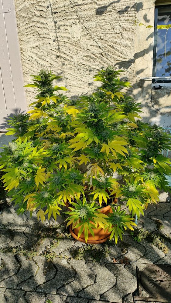 Купити насіння Fast Version F1 Gorilla Girl SWS86 feminized, Sweet