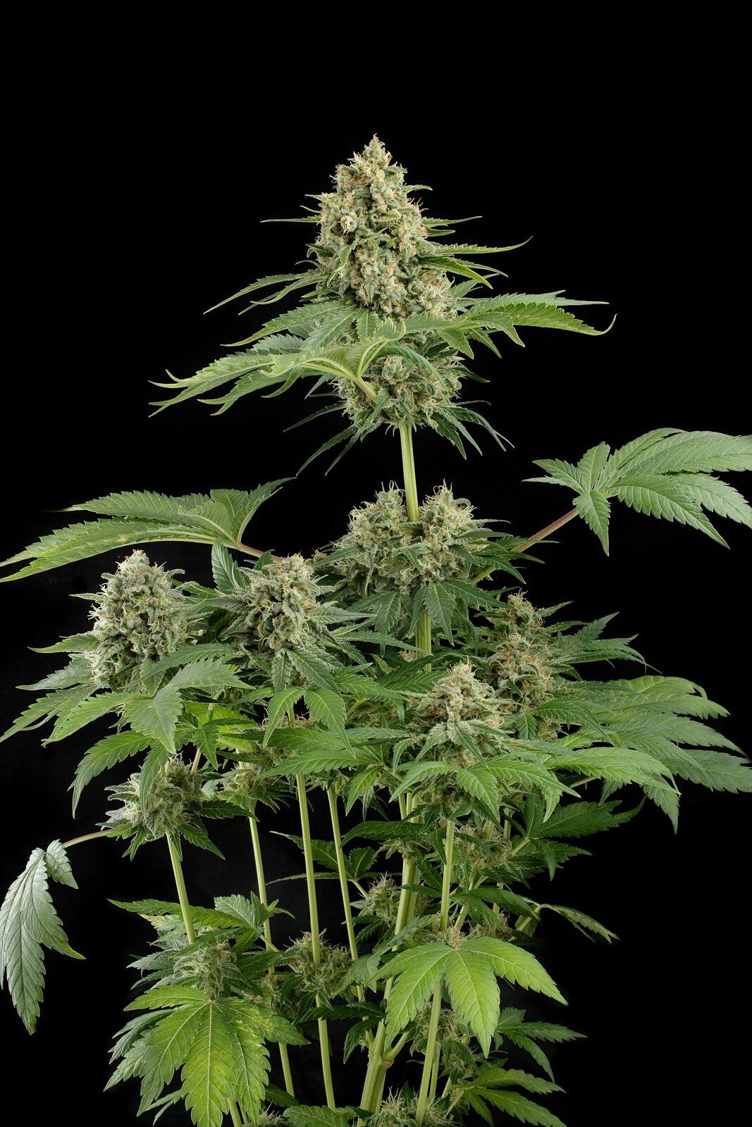 Moby Dick Fem – Telegraph