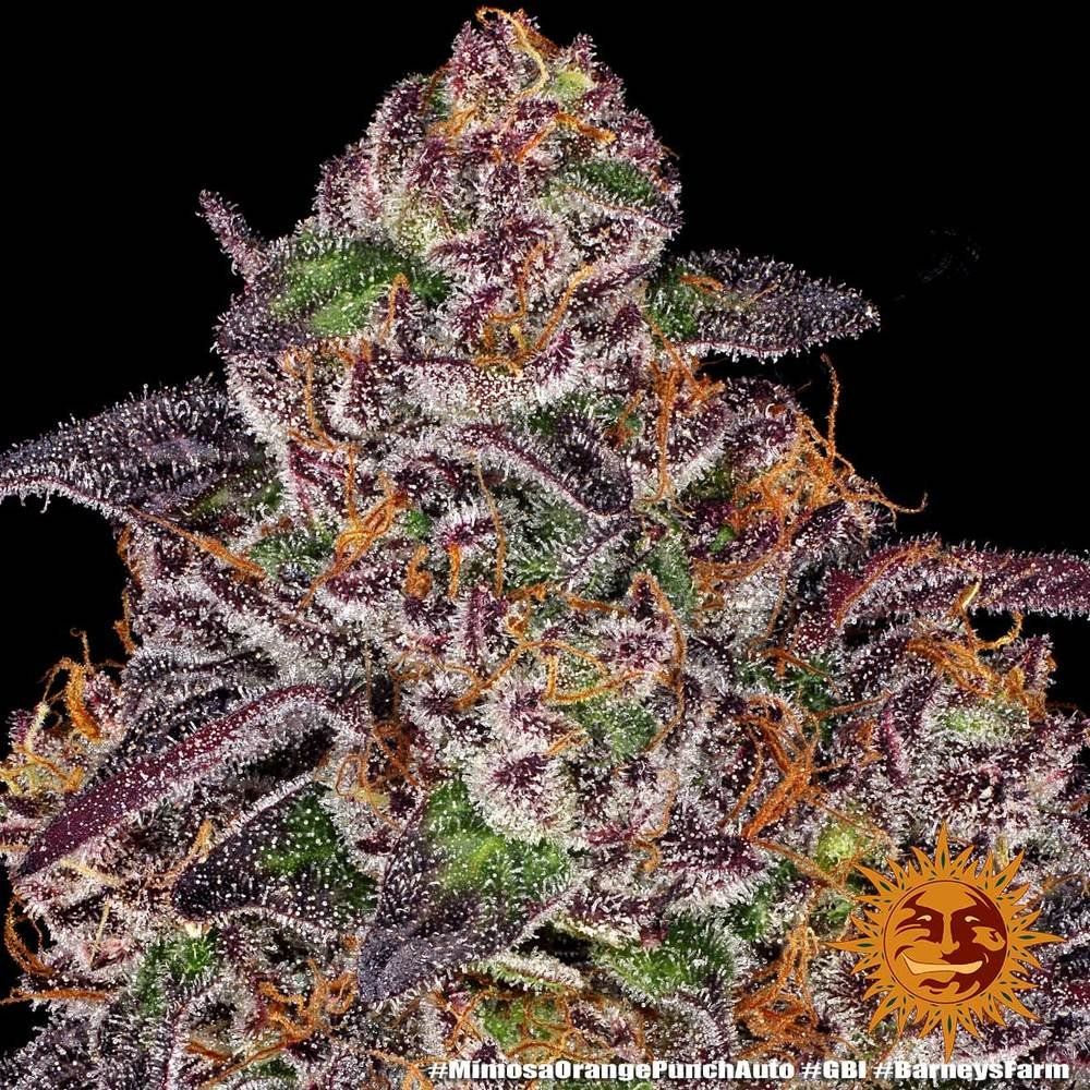 Купить семена Auto Mimosa x Orange Punch Feminised : 1 авто