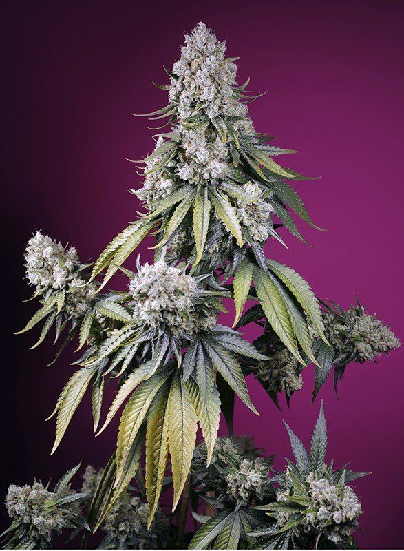 Купить семена Auto Jealousy Z XL SWS108 feminized, Sweet Seeds : 4