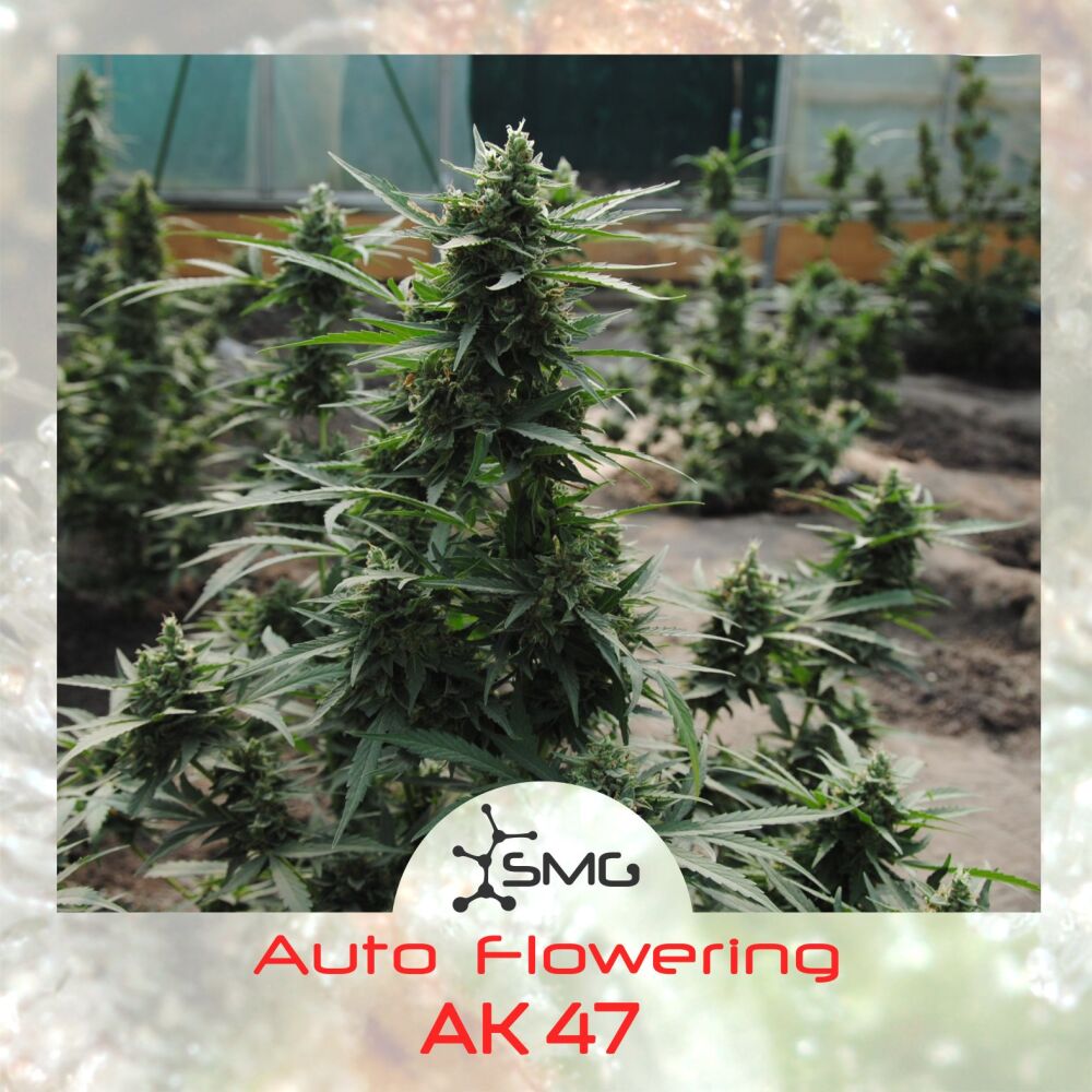 Купить семена Auto AK-47 feminized : 3 авто феминизированных семени