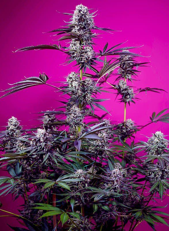 Купить семена Auto Studio 54 Stardust SWS116 feminized, Sweet