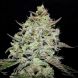 LEMON GAZZY feminized, Delicious Seeds