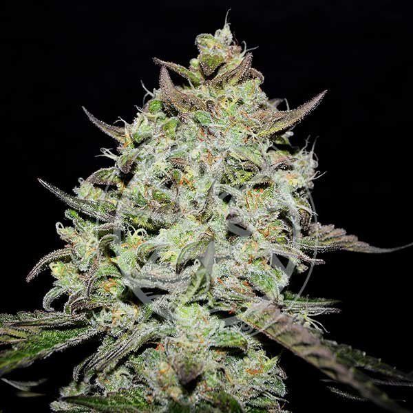 LEMON GAZZY feminized, Delicious Seeds