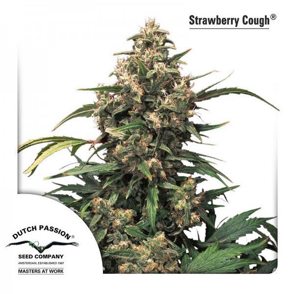 Strawberry Cough feminised, Dutch Passion