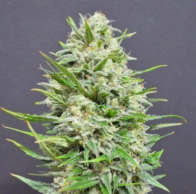 Auto Amsterdam Herer feminized, Amsterdam Seeds