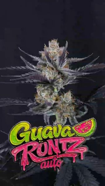 Auto Guava Runtz feminized, Fast Buds