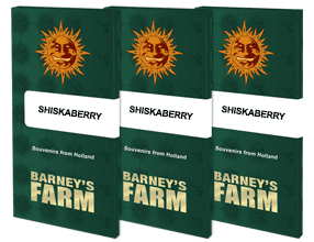 Shiskaberry Feminised, Barney's Farm