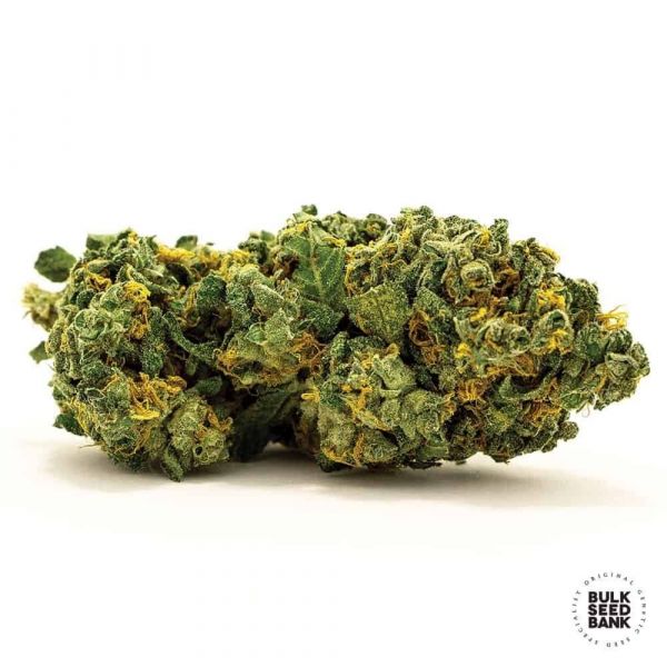 Auto Grande Crack feminized