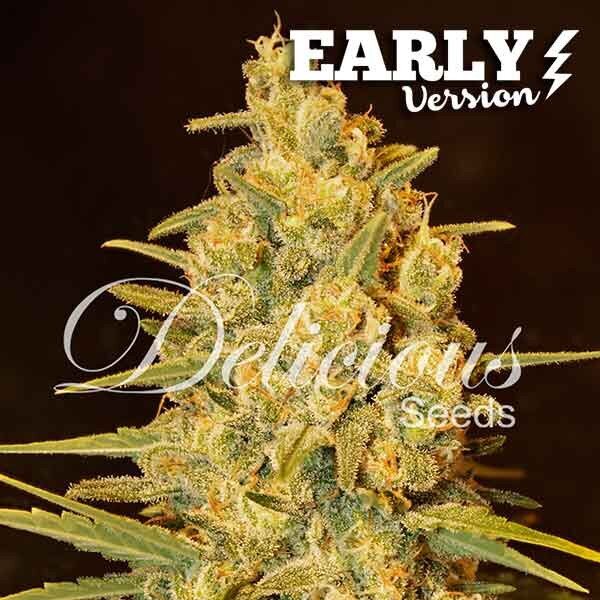 Early Version Critical Sensi Star feminized, Delicious Seeds