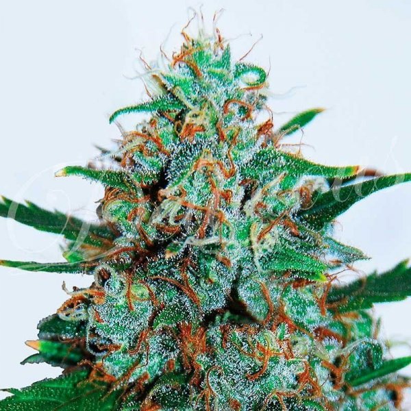 Auto Critical Neville Haze feminized