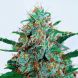 Auto Critical Neville Haze feminized