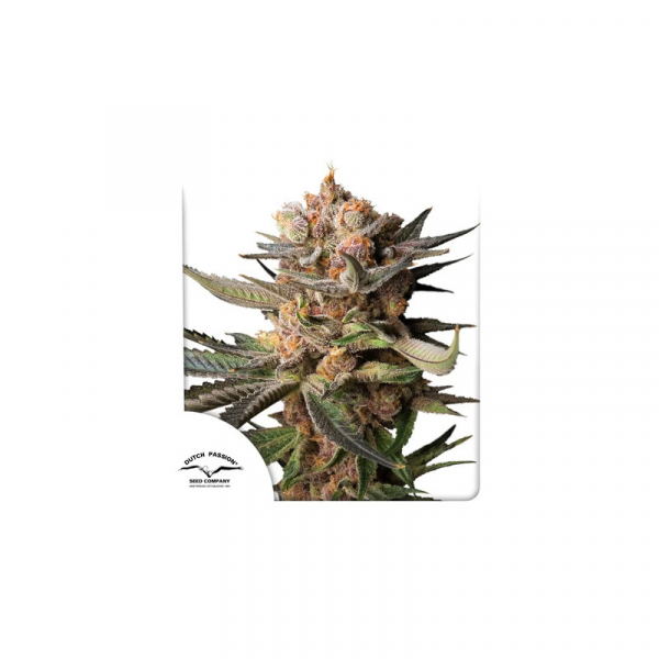 Auto Frozen Biscotti feminised, Dutch Passion