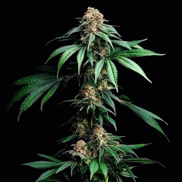 Mendo Breath feminized, Barney's Farm