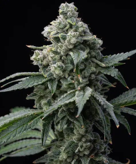 Bruce Banner fem, Barney's Farm