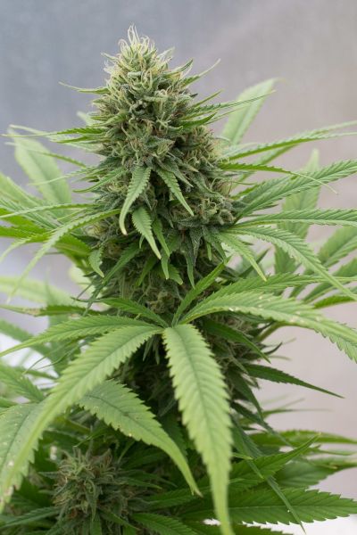 выращивание марихуаны ph