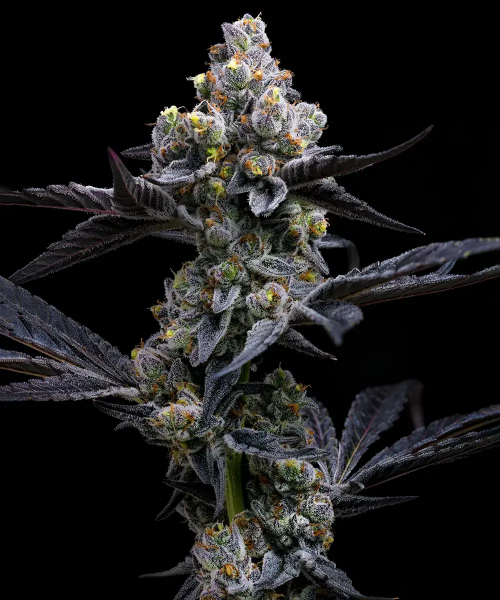 Garlic Cookies Feminised, Barney's Farm