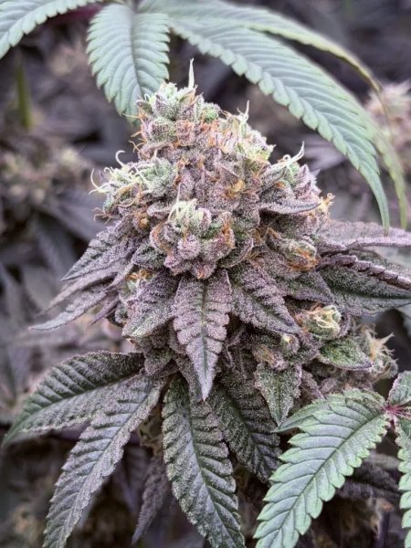 Garlic Mint Sherbet Feminized, Fast Buds