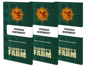 Orange Sherbert Feminised, Barney's Farm