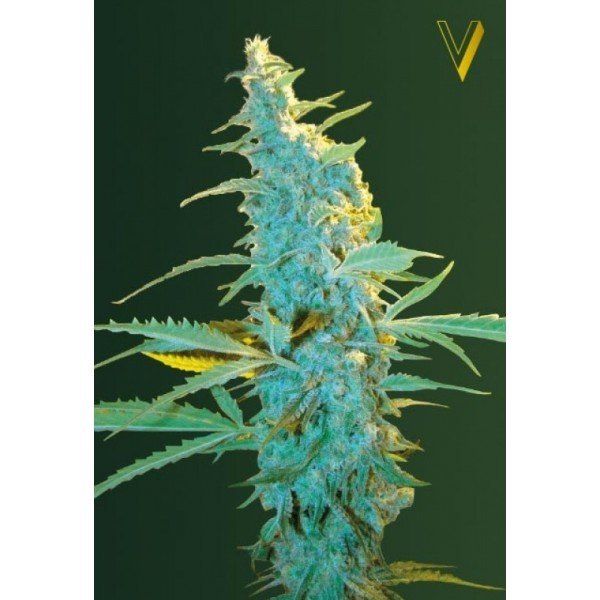 Ultra Power Plant feminized, Victory Seeds
