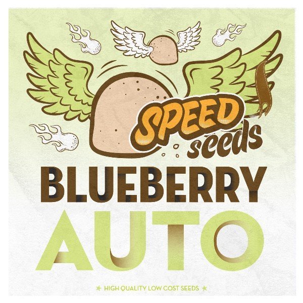 Auto Blueberry feminized, Speed Seeds