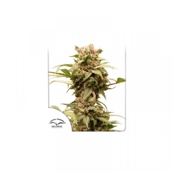 Auto CBG-Force feminised, Dutch Passion