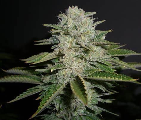 Auto Papaya Cookies feminized, Fast Buds