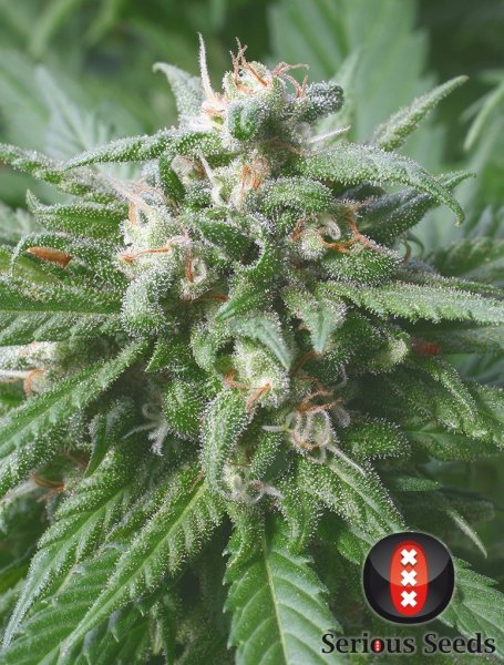 Biddy Early feminized, Serious Seeds