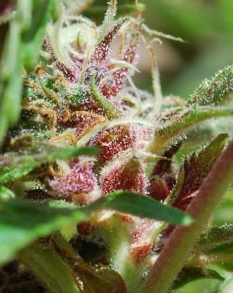 Red Purps, Female Seeds
