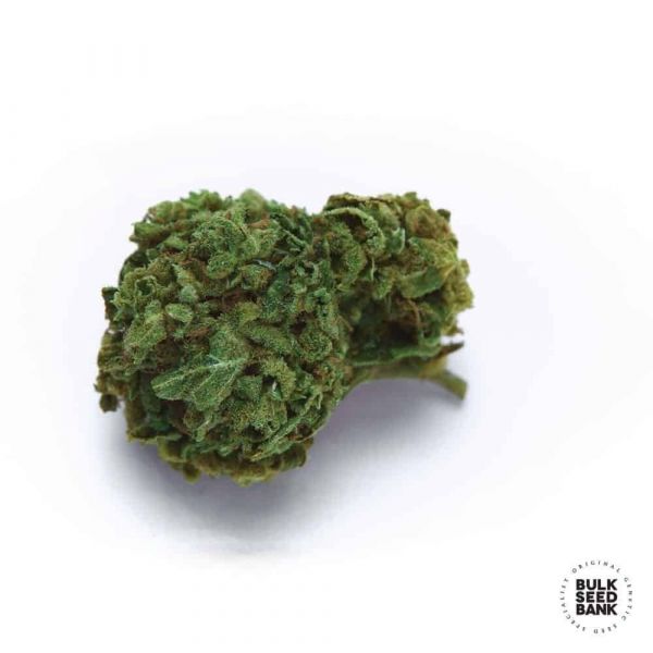 Auto OG Kush feminized