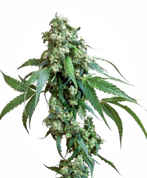Jack Flash #5 Feminized Seeds, Sensi Seeds