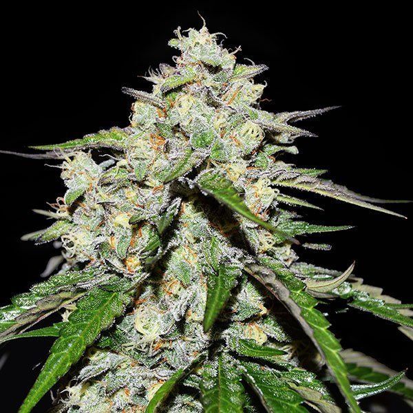 Auto Space Cookies feminized
