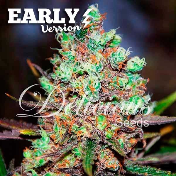 Early Version Cotton Candy Kush feminized, Delicious Seeds