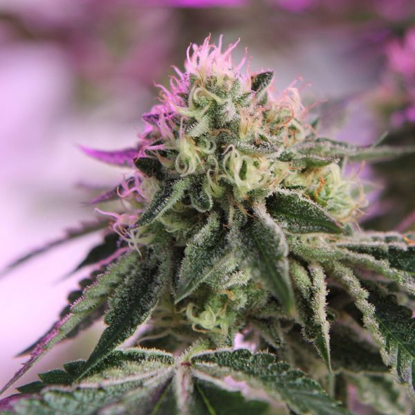RS11 x Banana OG Feminised, Barney's Farm