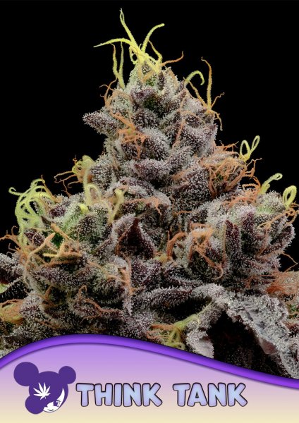 Think Tank feminized, Anesia Seeds