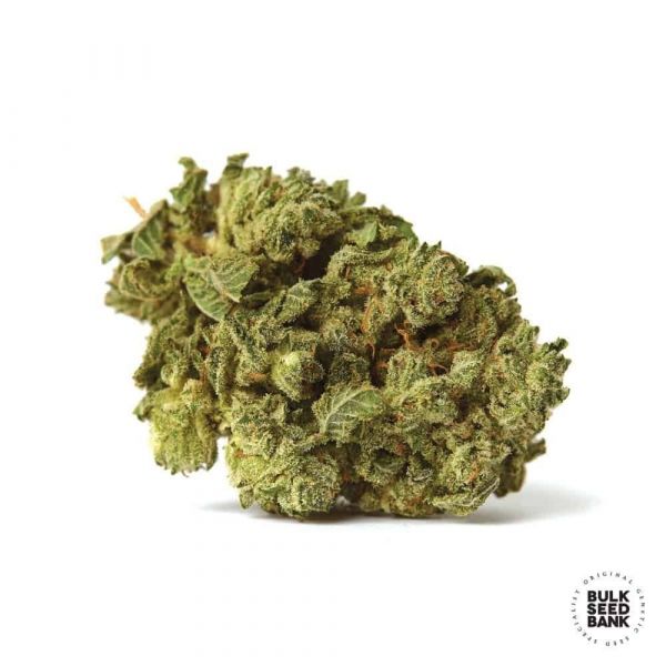 Auto White Prussian feminized