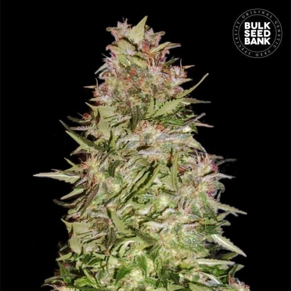 Auto White Prussian feminized
