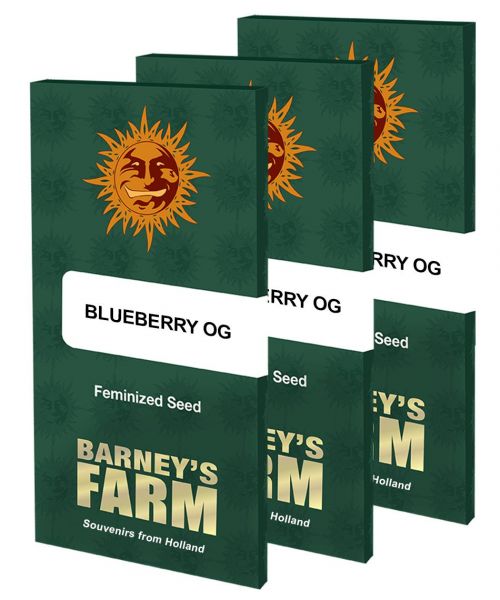 Blueberry OG feminized, Barney's Farm