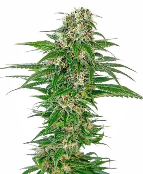 Early Skunk Automatic Seeds, Sensi Seeds